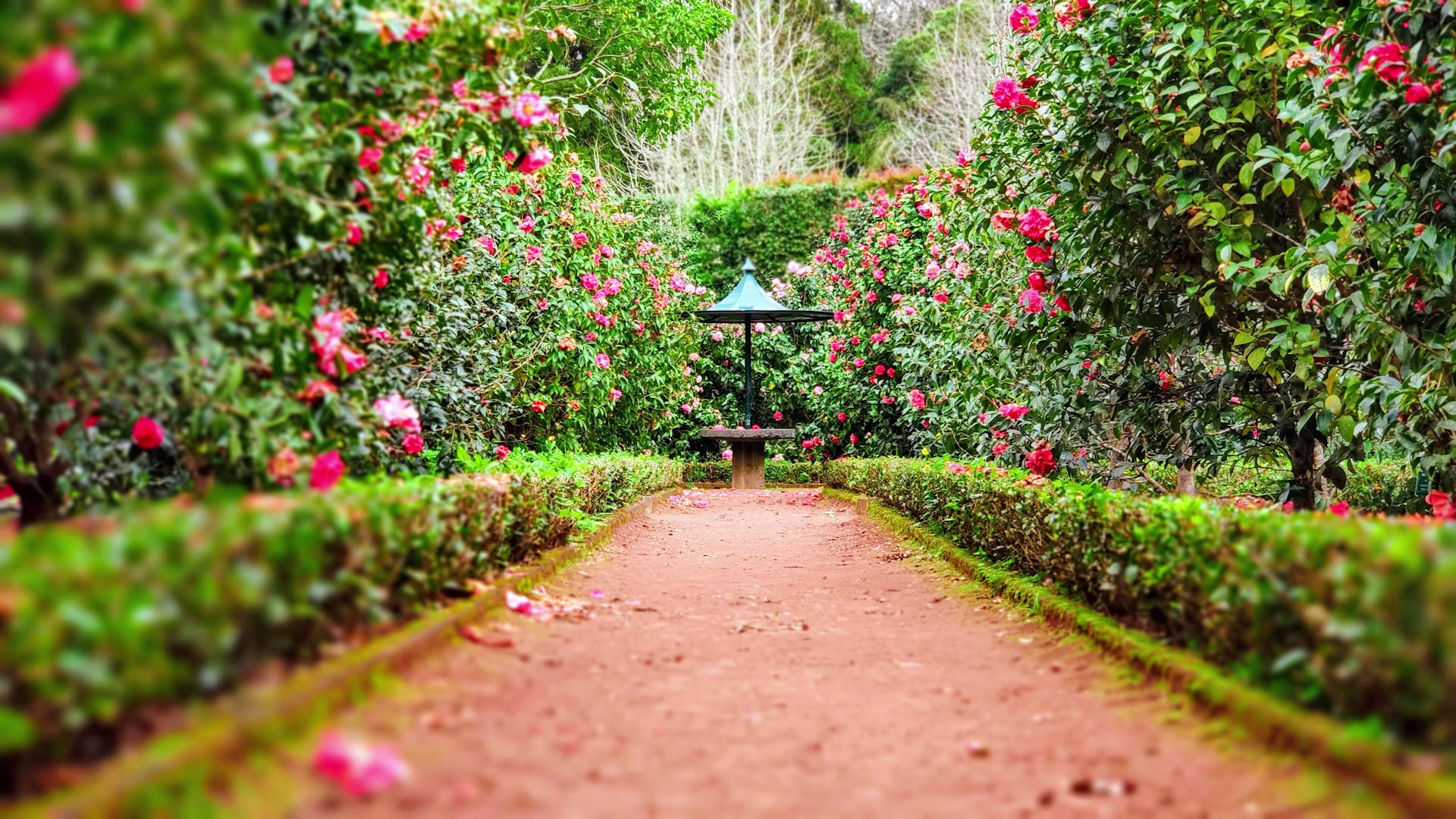 Manicured Garden